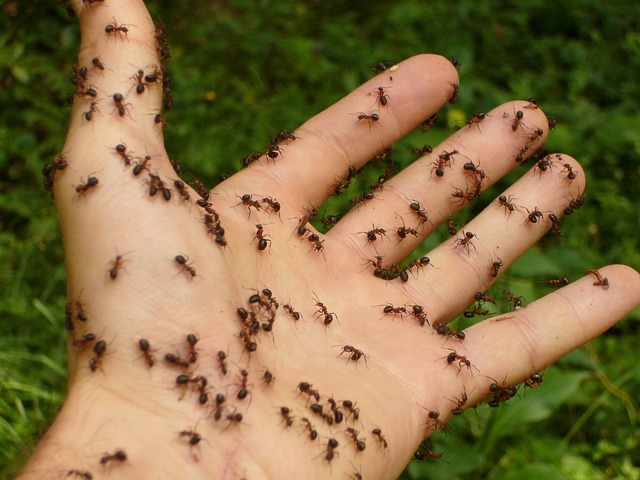 likvidace mravenců